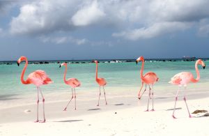 1-12-2015 SHOWBIZZ; DE ECHTE DIVA-S WONEN TOCH ECHT OP ST.BARTH. De meest elegante vogels wonen op St. Barth. Het zijn meer dan echte Diva-s. De Flamingo-s lopen vrij op het strand en zijn aardig en gunnen iedereen de tijd foto-s te maken. Maar als ze je niet mogen dan lopen ze direct weg van je en tonen meer dan een diva gedrag.
foto: Albert den Iseger