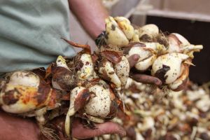 29-06-2017 SHOWBIZZ; TOM GROOT DE TULPENBOER UIT NIEUWE NIEDORP BOUWT HUIS. Tom en zijn partner Marieke zijn druk bezig met de voorbereidingen voor hun nieuwe huis wat gebouwd gaat worden naast het tulpenbedrijf van Tom in Nieuwe Niedorp.
foto: Albert den Iseger