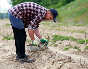 18-05-2016 NIEUWS; POLEN STEKEN DE GROENE ASPERGES UIT HET LIMBURGSE LAND. foto: Albert den Iseger