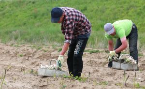 18-05-2016 NIEUWS; POLEN STEKEN DE GROENE ASPERGES UIT HET LIMBURGSE LAND. foto: Albert den Iseger