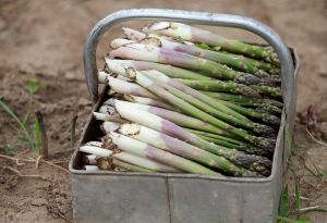 18-05-2016 NIEUWS; POLEN STEKEN DE GROENE ASPERGES UIT HET LIMBURGSE LAND. foto: Albert den Iseger