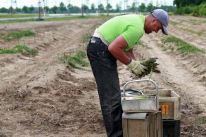 18-05-2016 NIEUWS; POLEN STEKEN DE GROENE ASPERGES UIT HET LIMBURGSE LAND. foto: Albert den Iseger