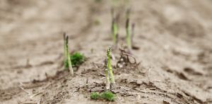 18-05-2016 NIEUWS; POLEN STEKEN DE GROENE ASPERGES UIT HET LIMBURGSE LAND. foto: Albert den Iseger