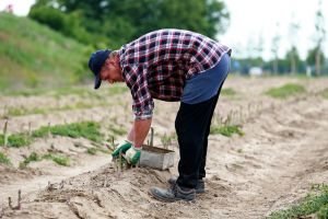 18-05-2016 NIEUWS; POLEN STEKEN DE GROENE ASPERGES UIT HET LIMBURGSE LAND. foto: Albert den Iseger