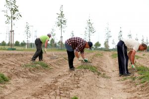 18-05-2016 NIEUWS; POLEN STEKEN DE GROENE ASPERGES UIT HET LIMBURGSE LAND. foto: Albert den Iseger